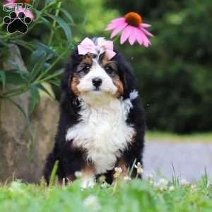 Clover, Mini Bernedoodle Puppy